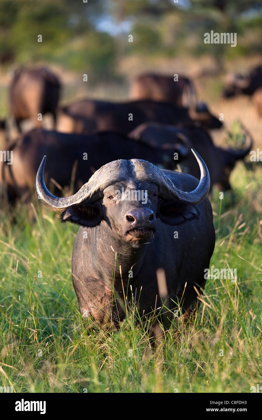 Cape buffalo (Syncerus caffer, Kruger National Park, South Africa Stock Photo