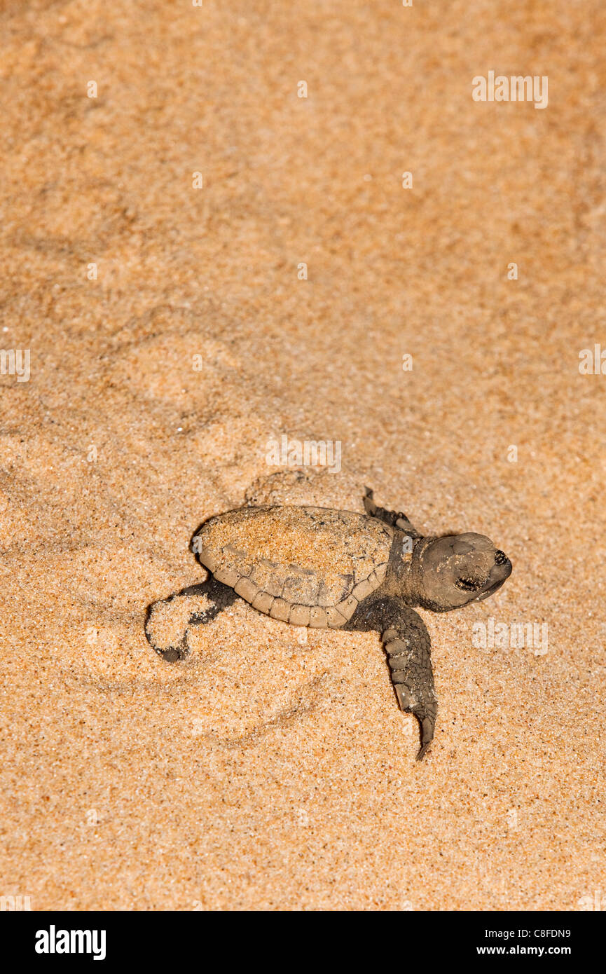 Loggerhead turtle (Caretta caretta) hatchling, moving from nest to sea at night, Banga Nek, Kwazulu Natal, South Africa Stock Photo