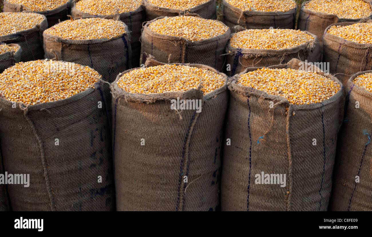 Dried Maize / Corn kernels bagged up in hessian sacks in India Stock Photo