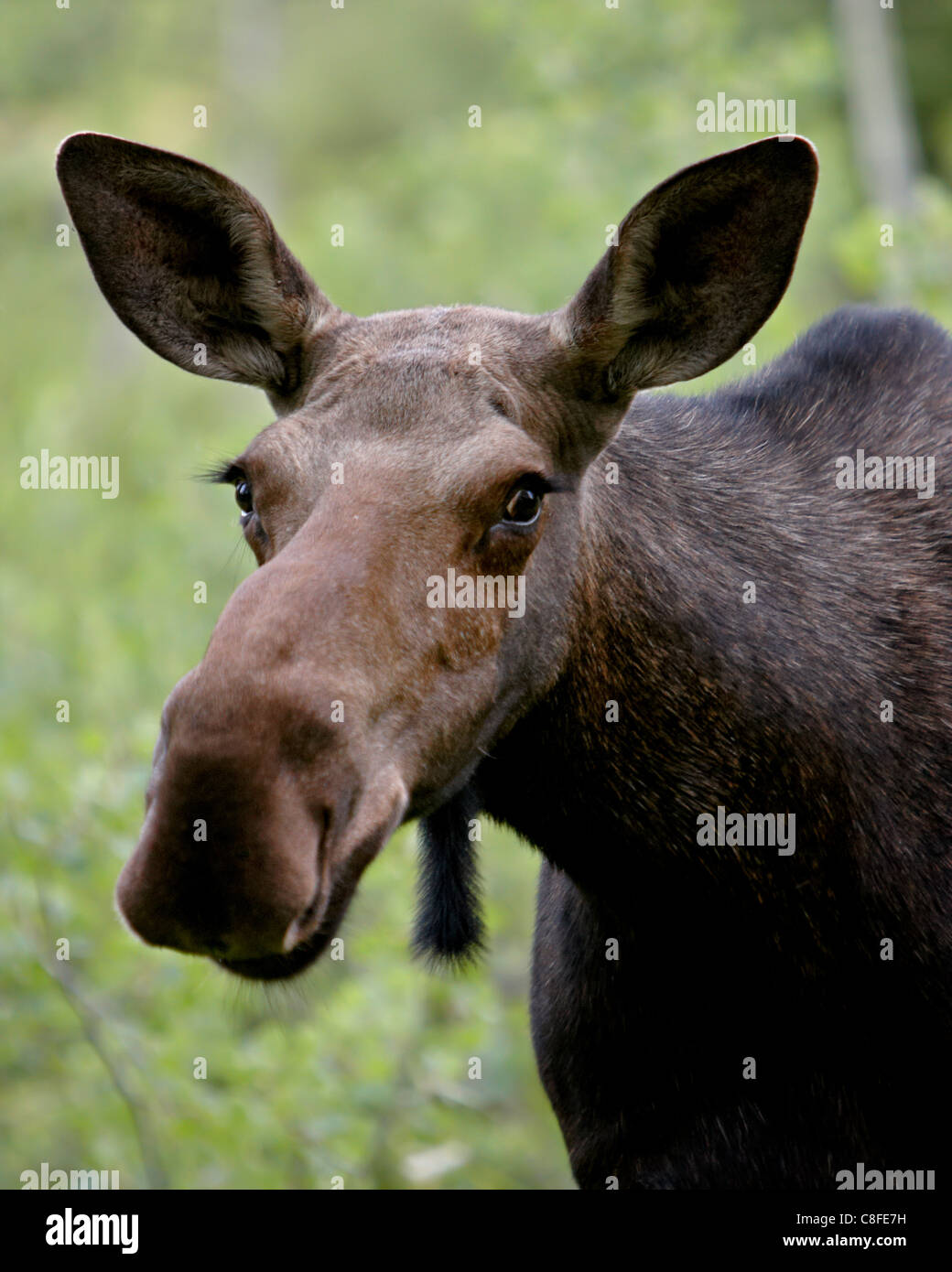 Cow moose (Alces alces, Glacier National Park, Montana, United States of America Stock Photo