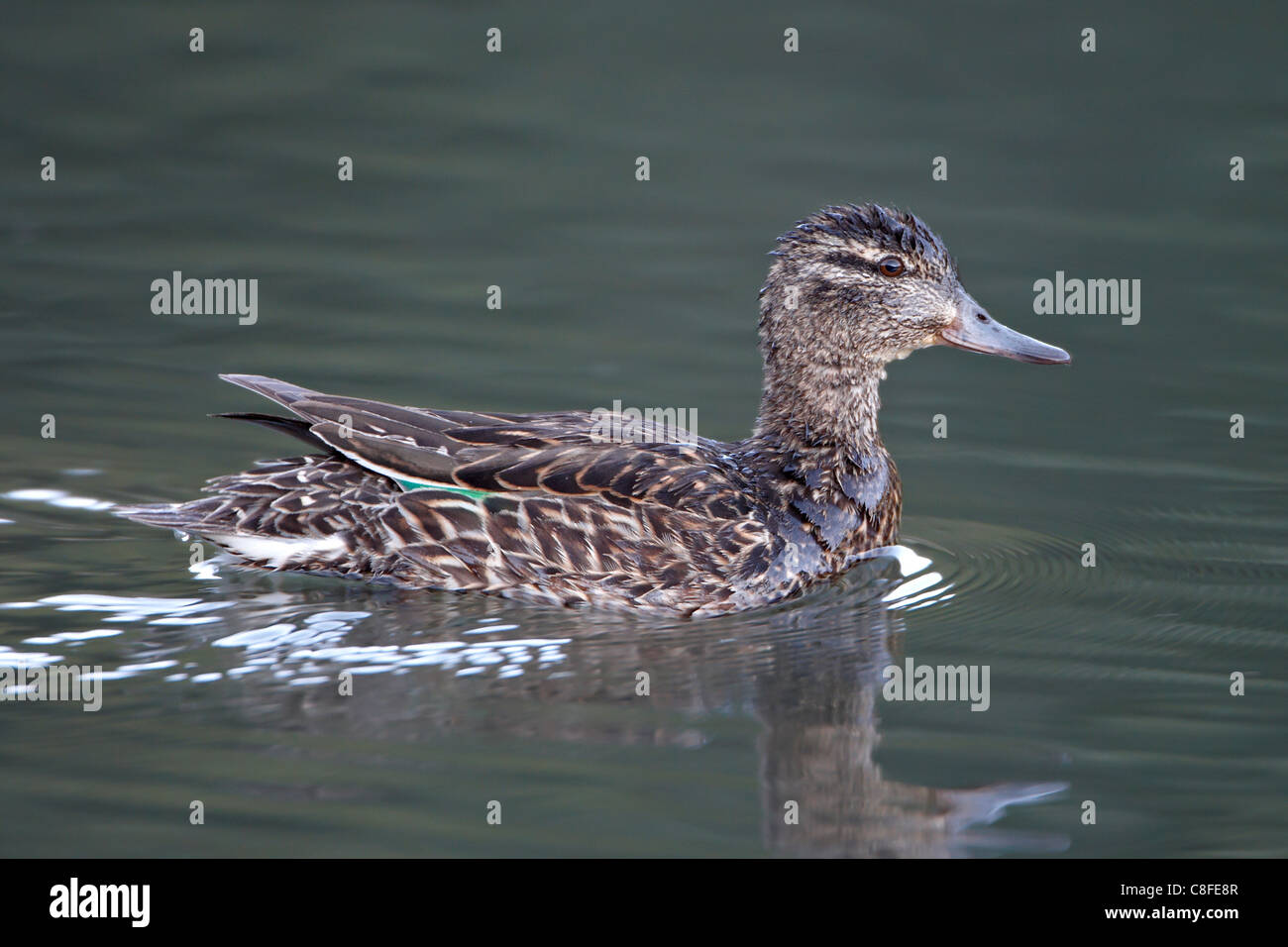 Green-winged teal (Anas crecca) hen swimming, Pike and San Isabel National Forest, Colorado, United States of America Stock Photo