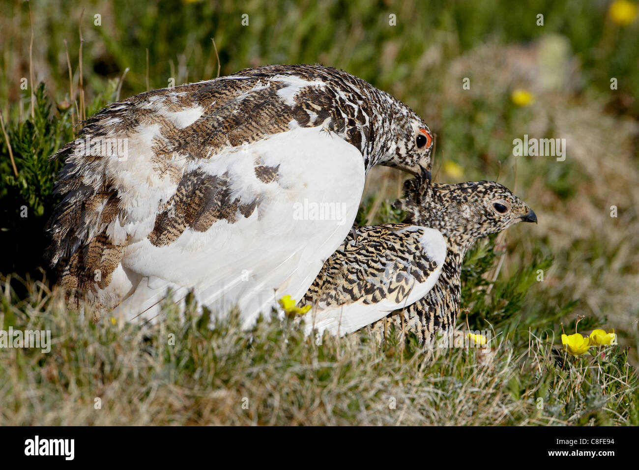 White-tailed Ptarmigan (Lagopus Leucurus) Pair Mating, Mount Evans ...