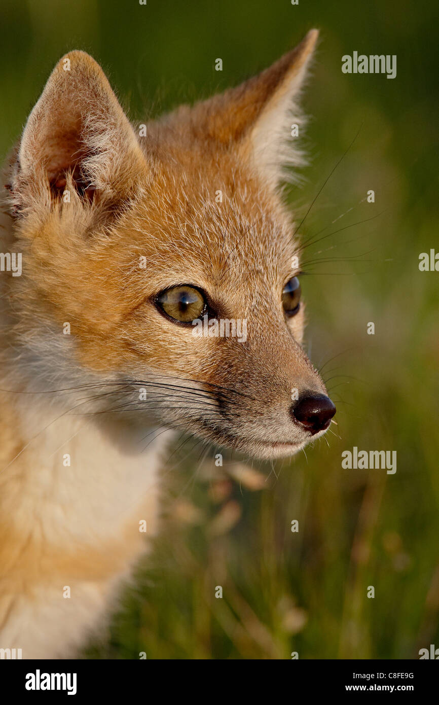 Swift fox (Vulpes velox) kit, Pawnee National Grassland, Colorado