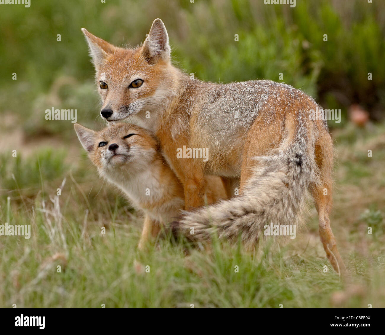 Swift fox (Vulpes velox) vixen and kit, Pawnee National Grassland, Colorado, United States of America Stock Photo