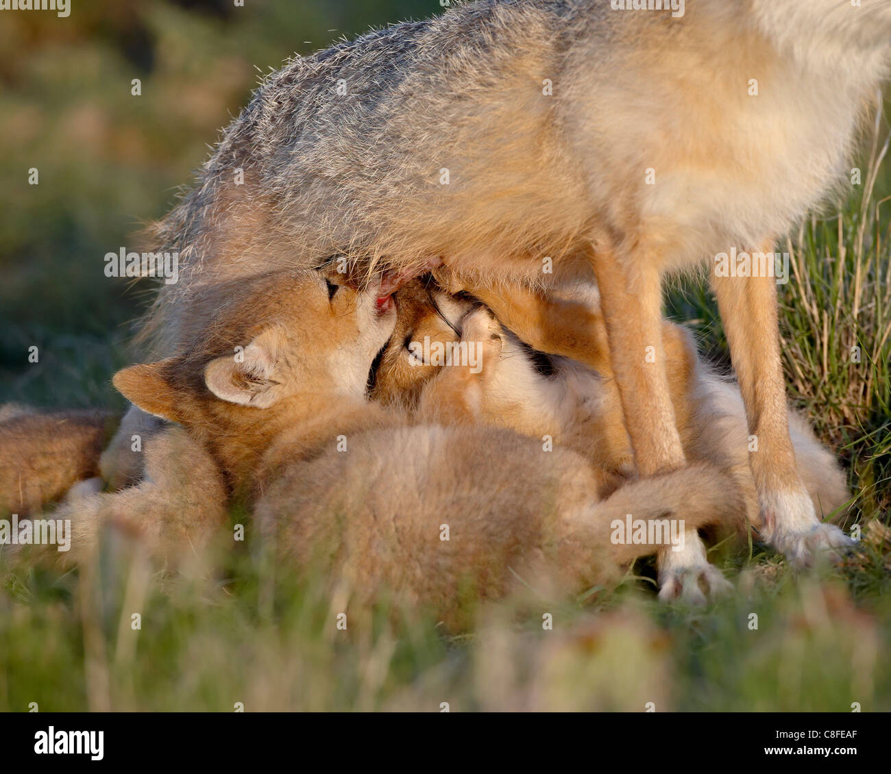 Swift fox (Vulpes velox) kits nursing, Pawnee National Grassland