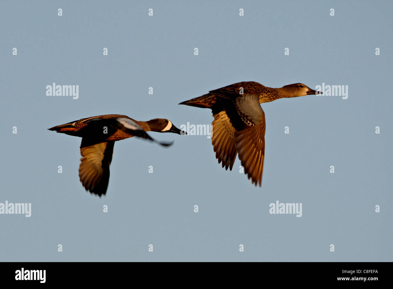 Blue-winged teal (Anas discors) pair in flight, Whitewater Draw Wildlife Area, Arizona, United States of America Stock Photo