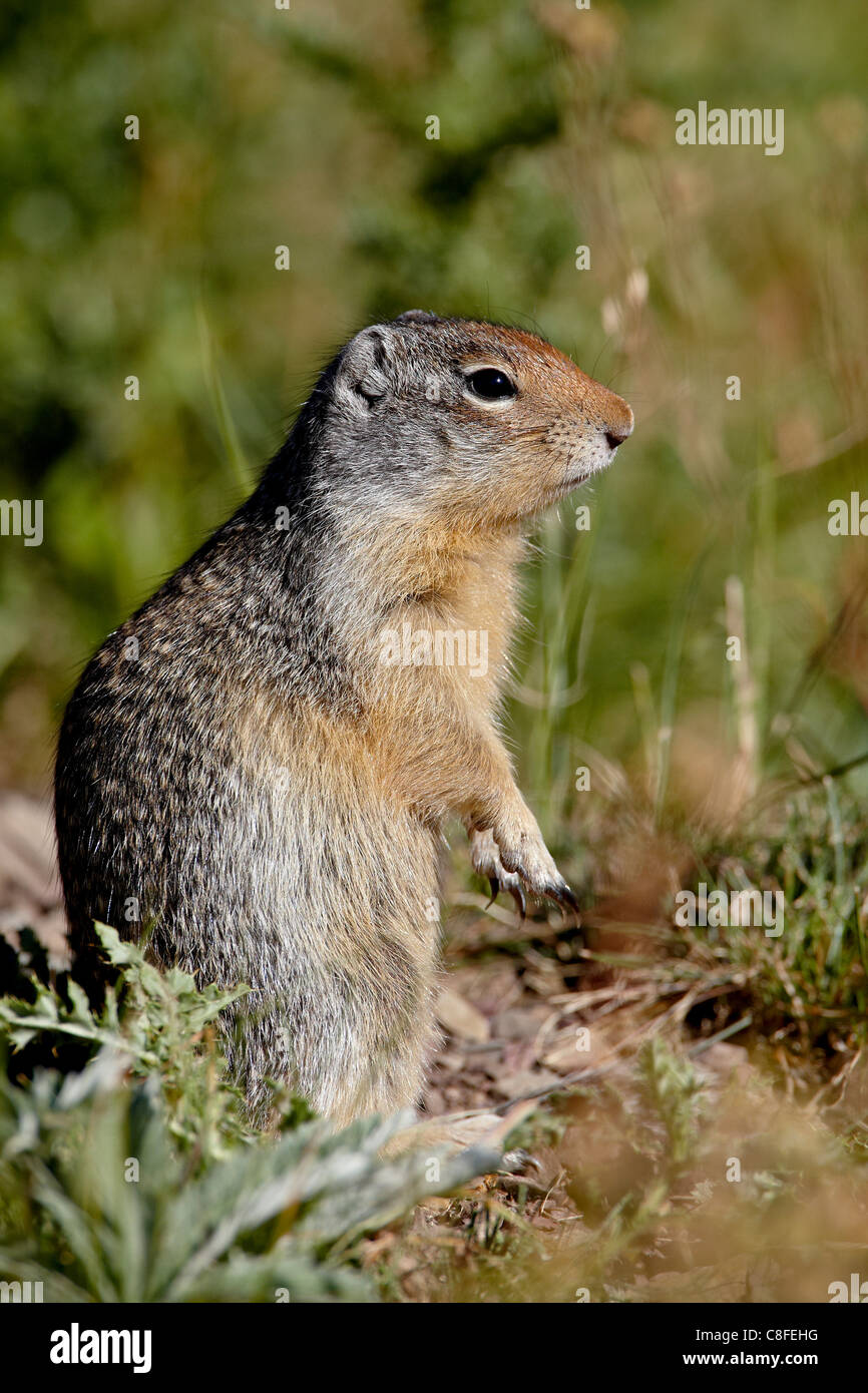 Columbian ground squirrel (Citellus columbianus, Waterton Lakes National Park, Alberta, Canada Stock Photo