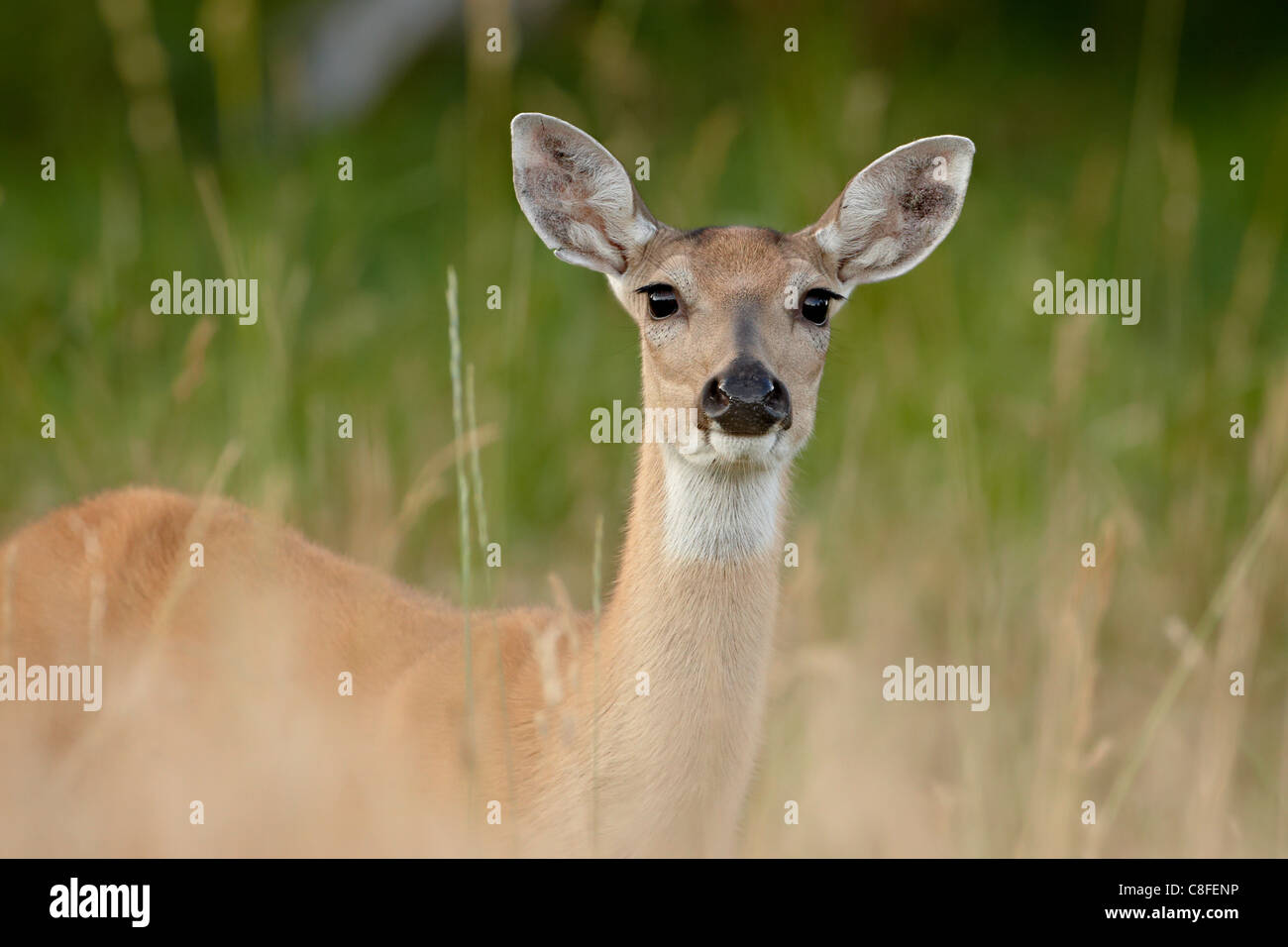 Whitetail deer (Odocoileus virginianus) doe, Stillwater County, Montana, United States of America Stock Photo