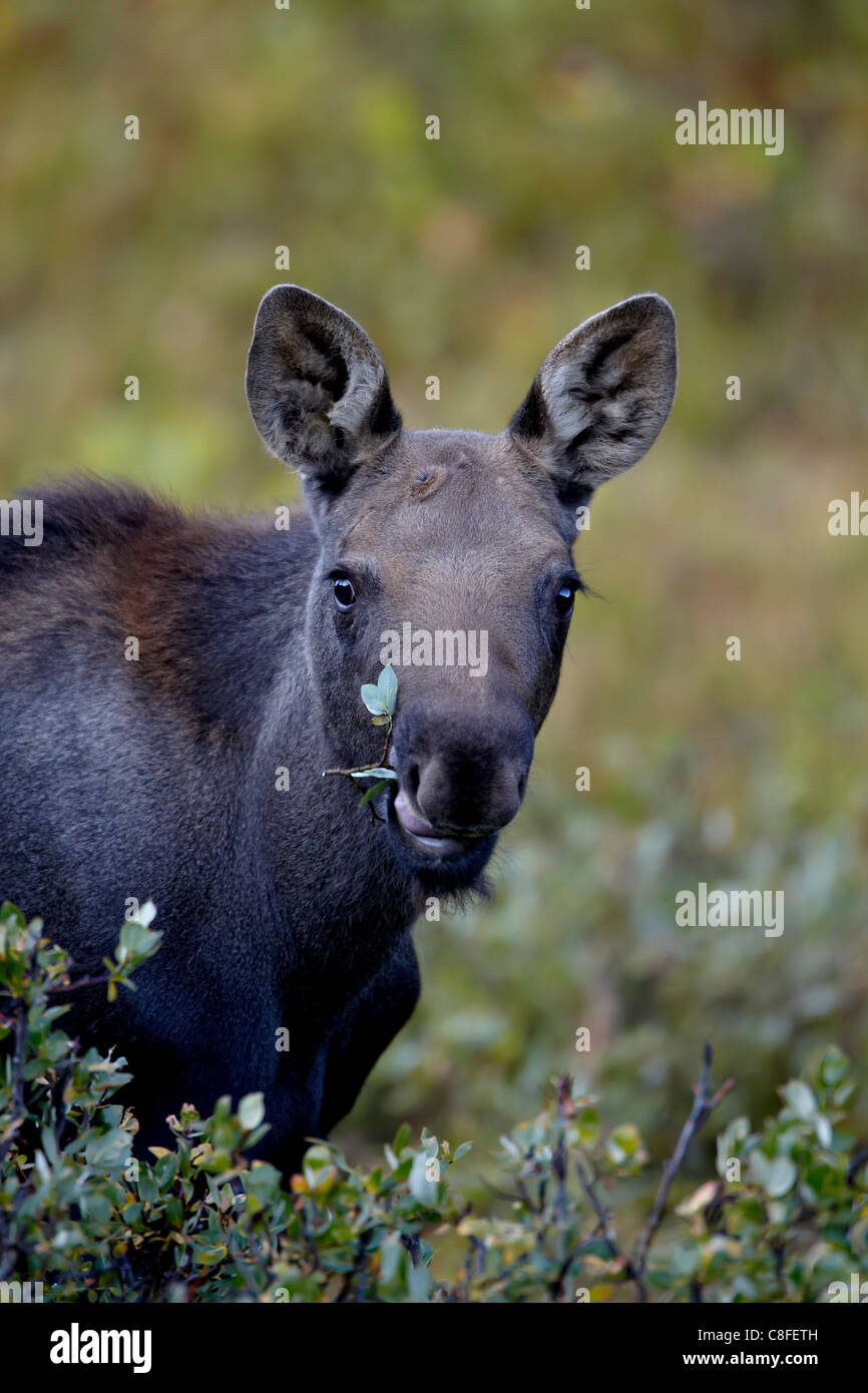 Moose (Alces alces) calf eating, Colorado State Forest State Park, Colorado, United States of America Stock Photo