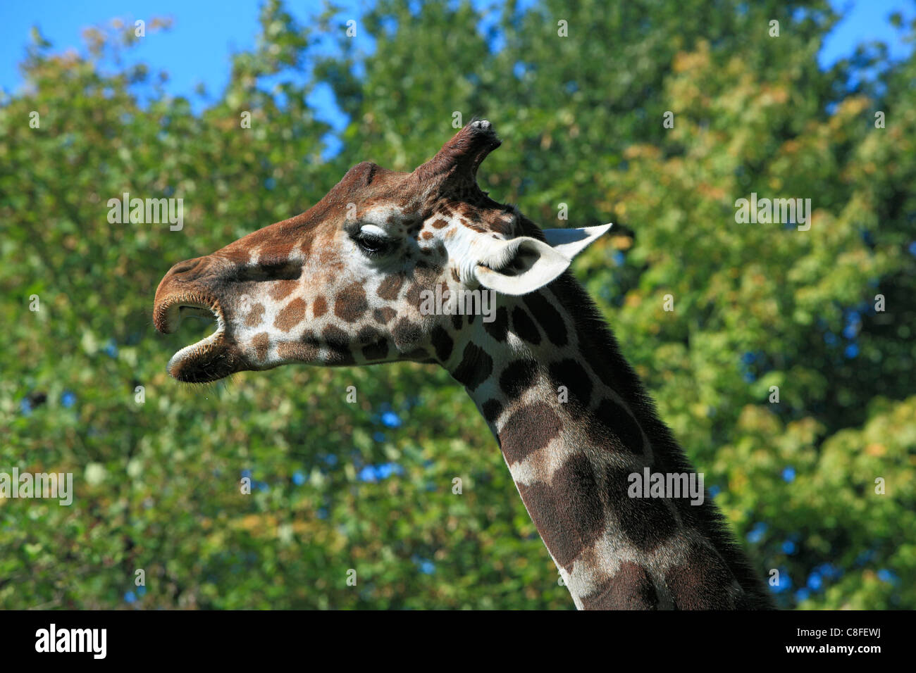 Giraffe, Giraffa camelopardalis, zoological garden, zoo, Münster, Germany, Europe, Münster, Westphalia, Münsterland, North Rhine Stock Photo