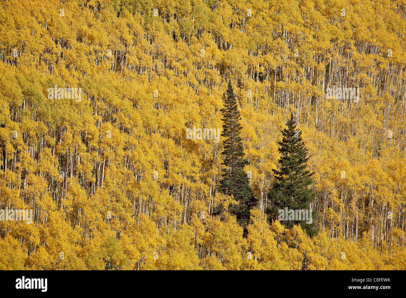 Two evergreen trees among yellow aspen trees in the fall, White River
