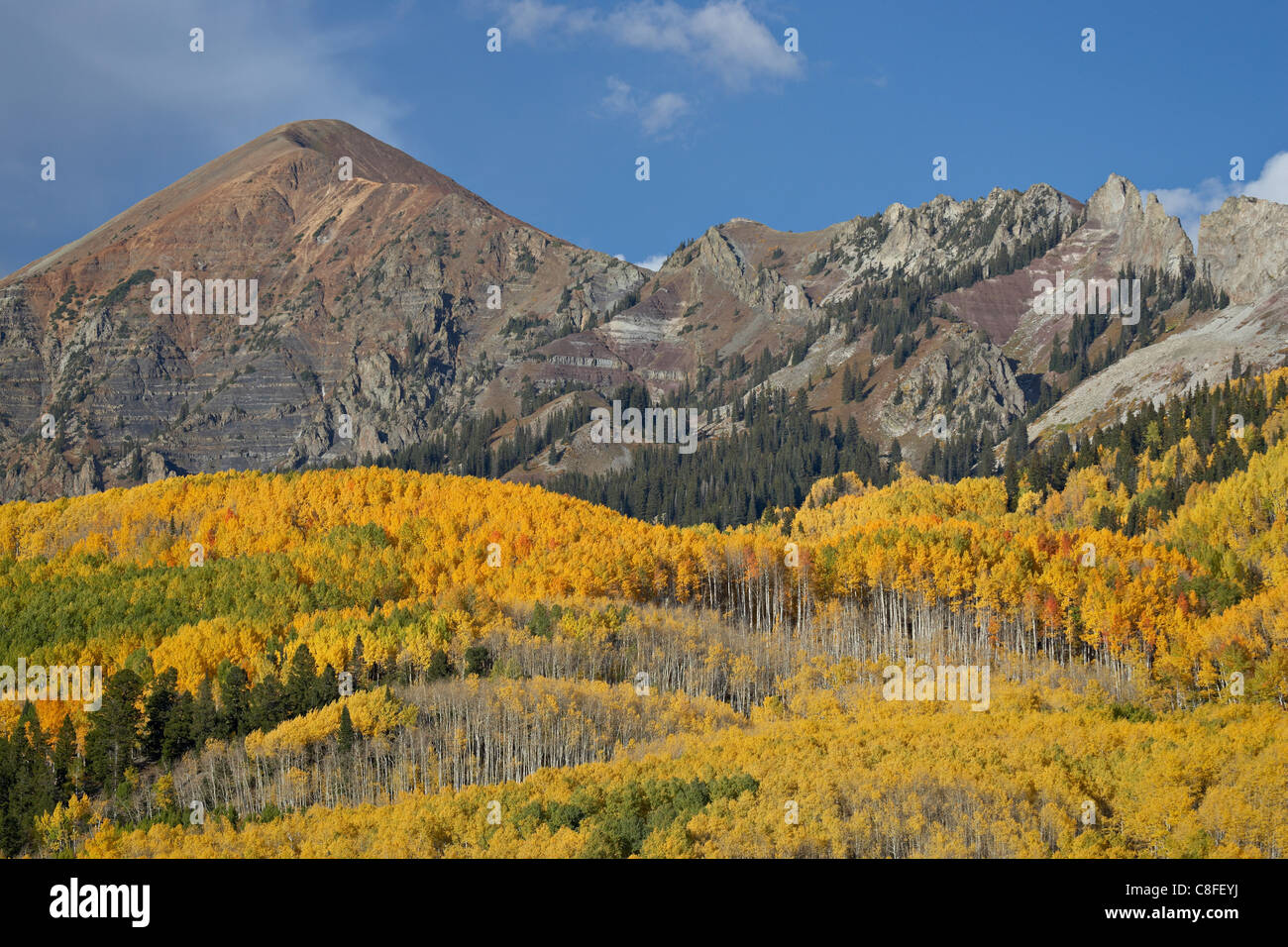 Yellow aspens and evergreens in the fall with rocky mountain, Grand Mesa-Uncompahgre-Gunnison National Forest, Colorado, USA Stock Photo