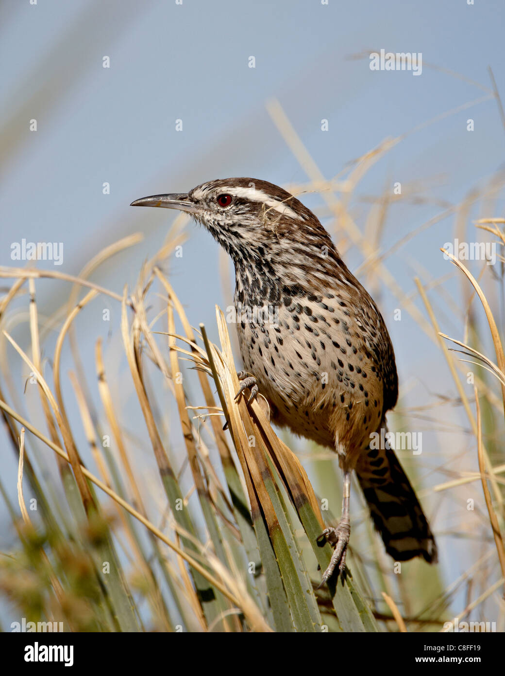 Cactus wren (Campylorhynchus brunneicapillus, Rockhound State Park, New Mexico, United States of America Stock Photo