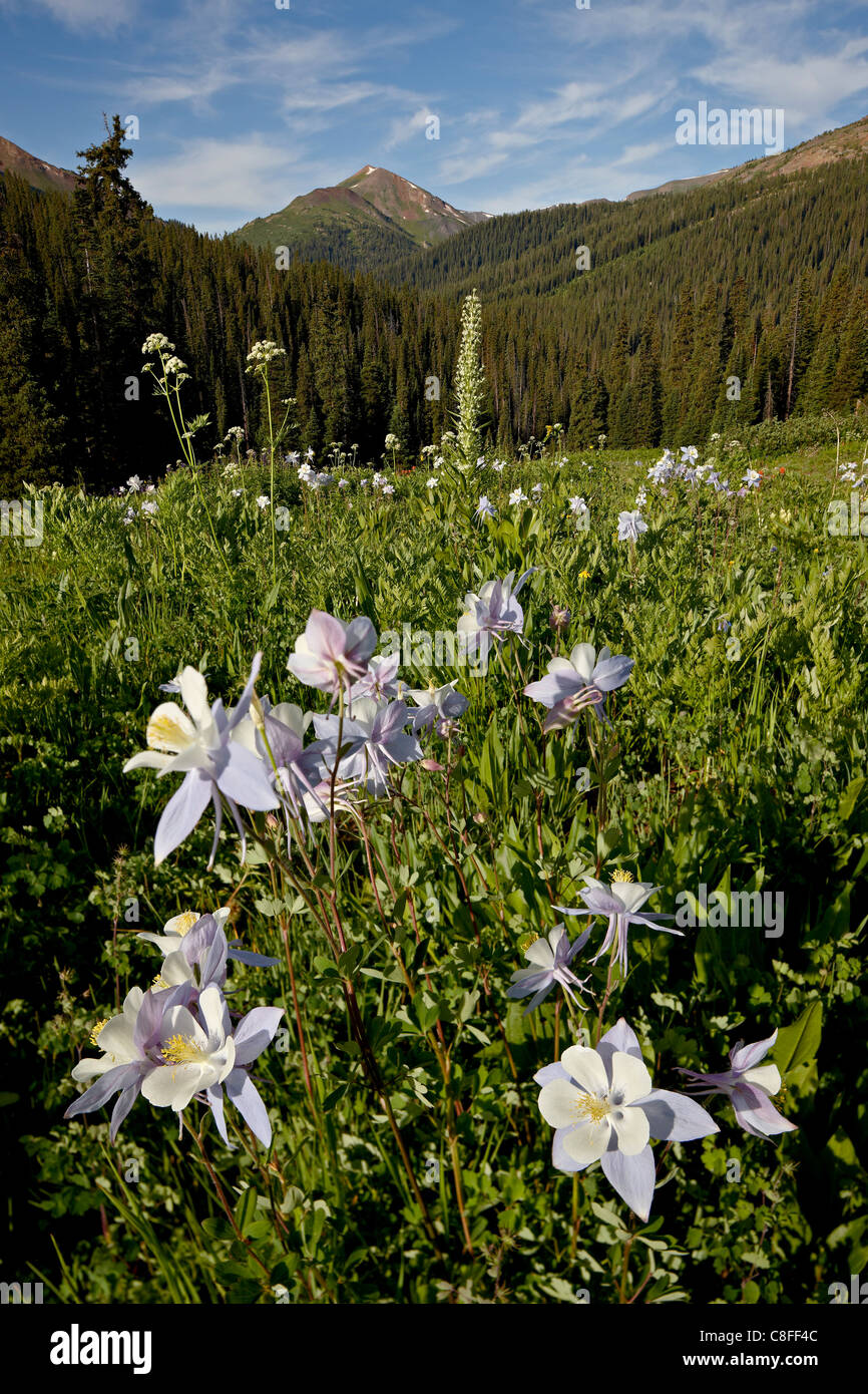Blue columbine (Aquilegia coerulea) in a meadow, Maroon Bells-Snowmass Wilderness, White River National Forest, Colorado, USA Stock Photo