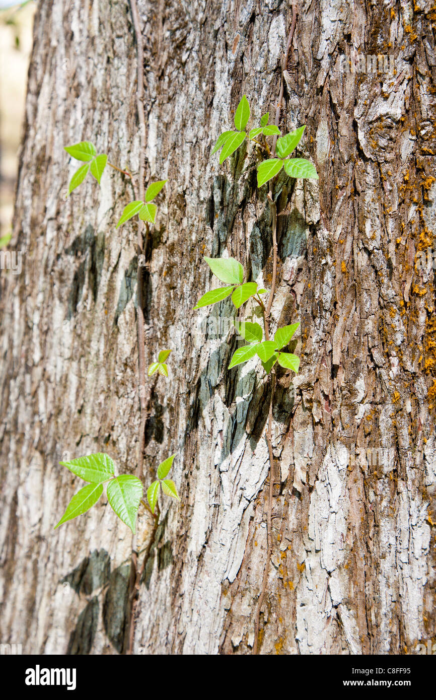 Florida tree vine hires stock photography and images Alamy