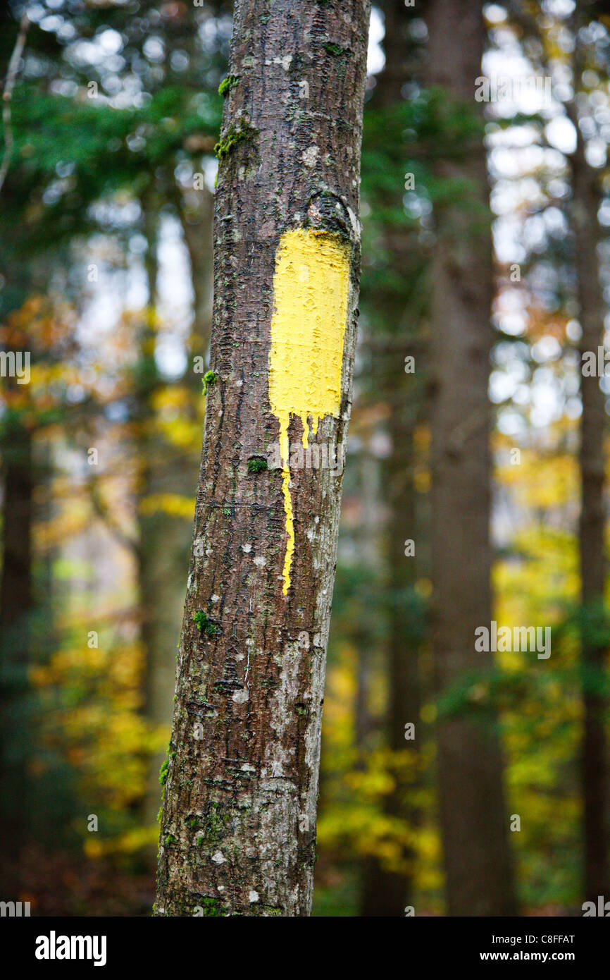 Painted trail marker (trail blazing) along the Mt Tecumseh Trail in the White Mountains, New Hampshire USA. Stock Photo