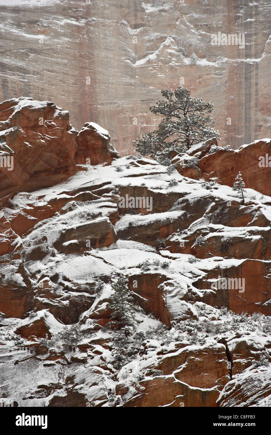 Fresh snow on a red rock cliff and evergreens, Zion National Park, Utah, United States of America Stock Photo