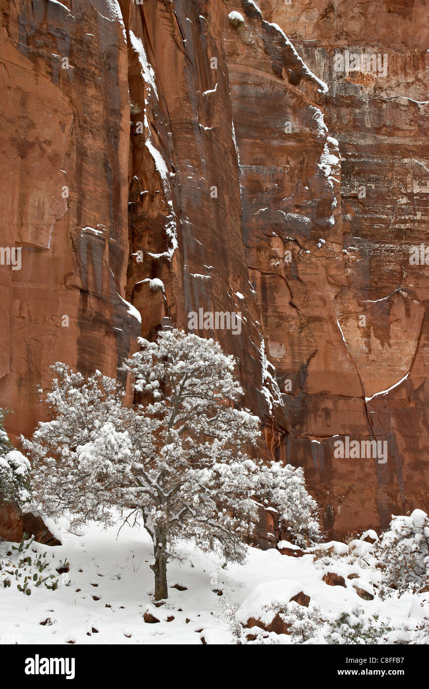 Fresh snow on a red rock cliff and tree, Zion National Park, Utah, United States of America Stock Photo