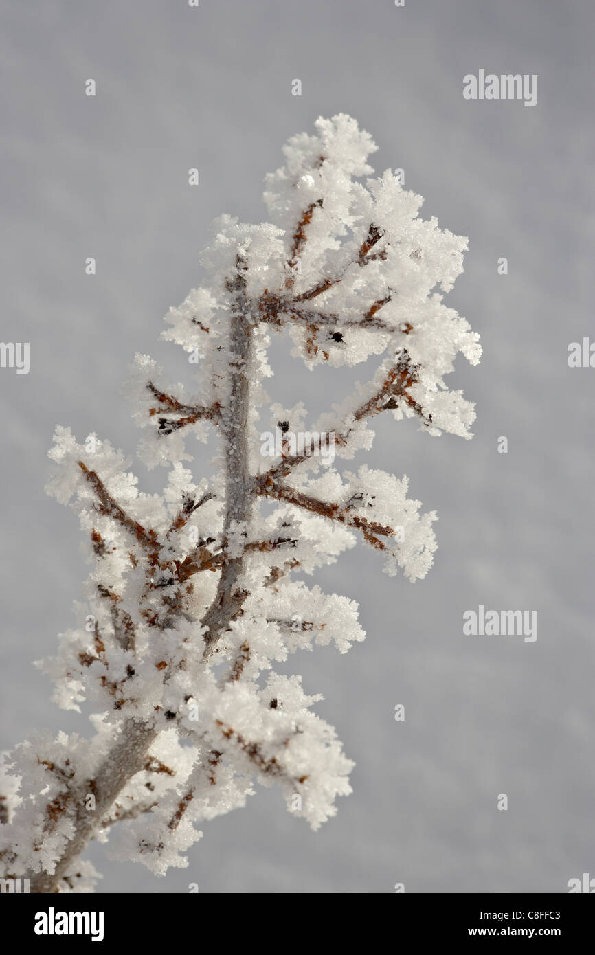 Hoar frost on a branch, Bryce Canyon National Park, Utah, United States of America Stock Photo