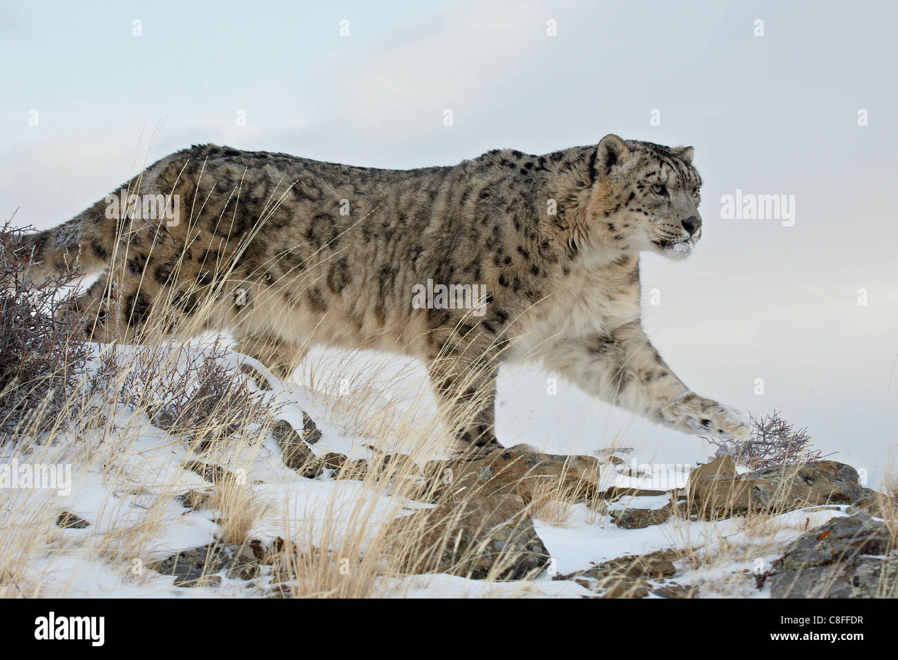 Snow Leopard (Uncia uncia, in captivity, near Bozeman, Montana, United States of America Stock Photo