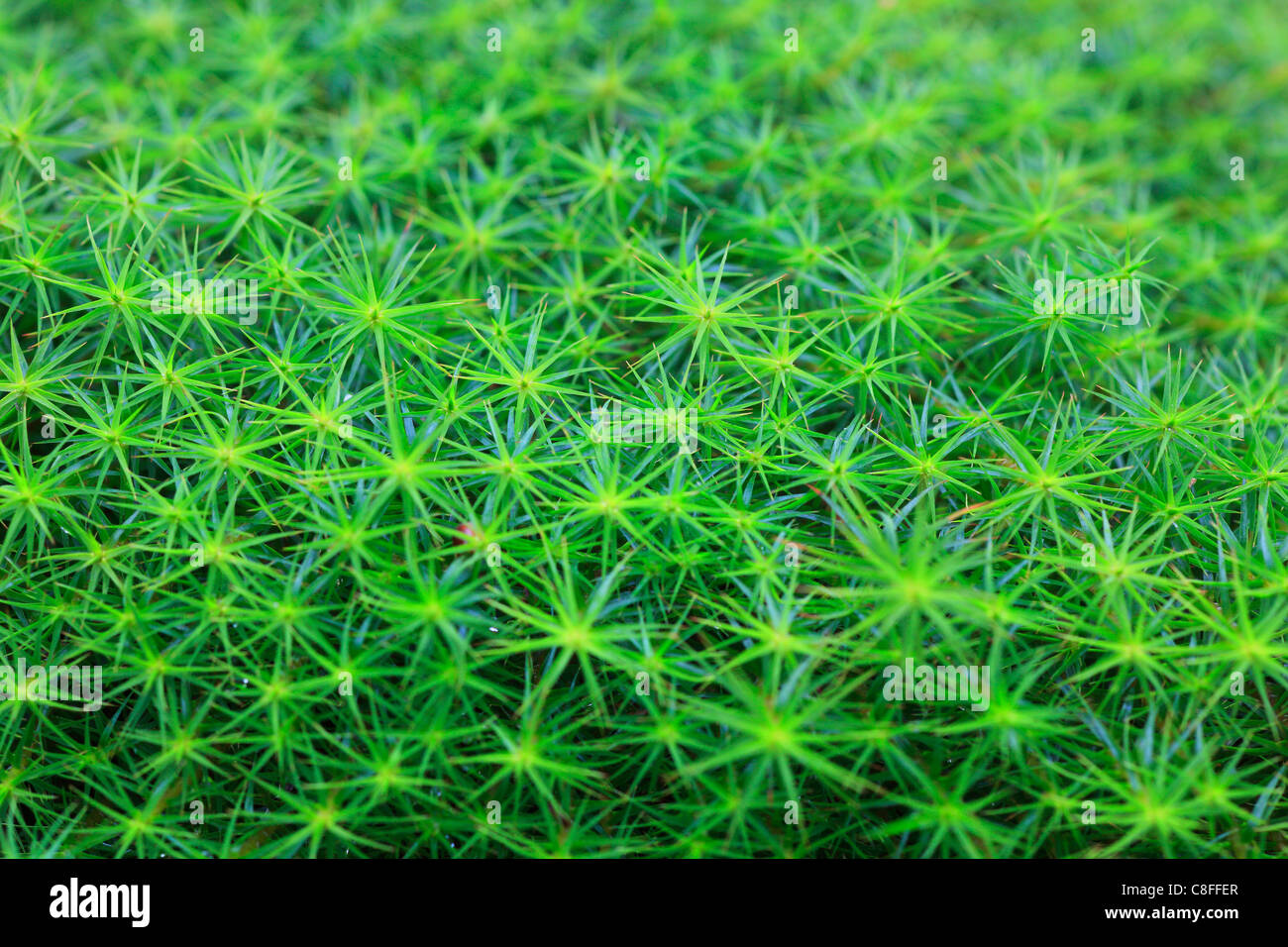 Cairngorms, detail, Haircap moss, macro, moss, pattern, close-up, national park, park, Scotland, Great Britain, star Moss, conce Stock Photo