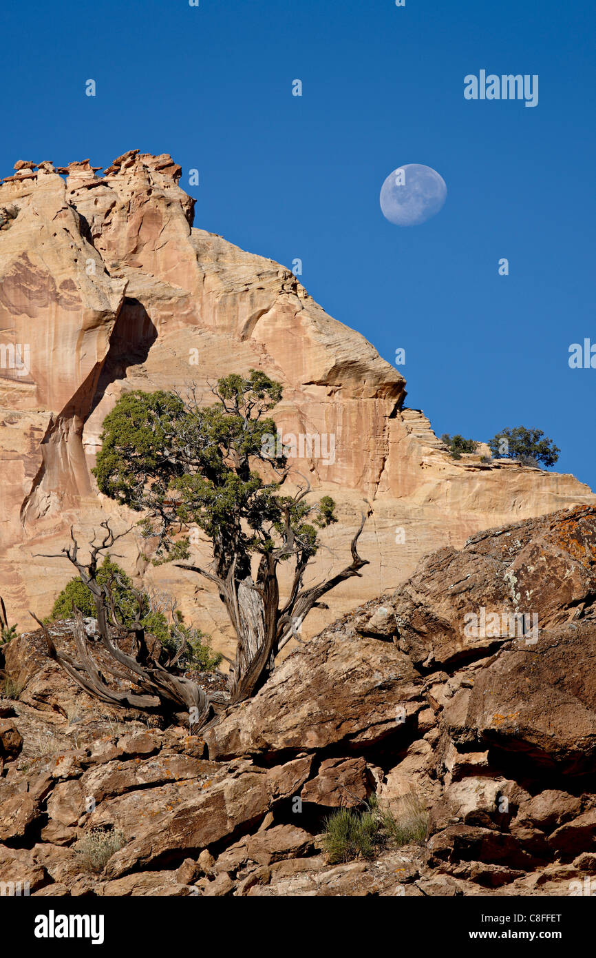 Moon over rock formations and juniper, Grand Staircase-Escalante National Monument, Utah, United States of America Stock Photo