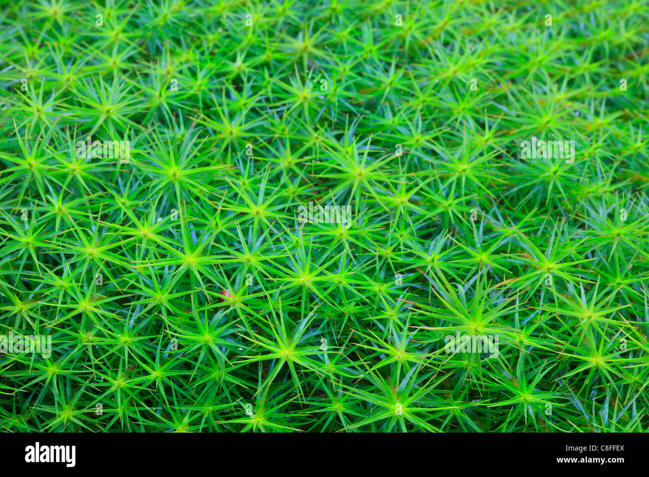 Cairngorms, detail, Haircap moss, macro, moss, pattern, close-up, national park, park, Scotland, Great Britain, star Moss, conce Stock Photo