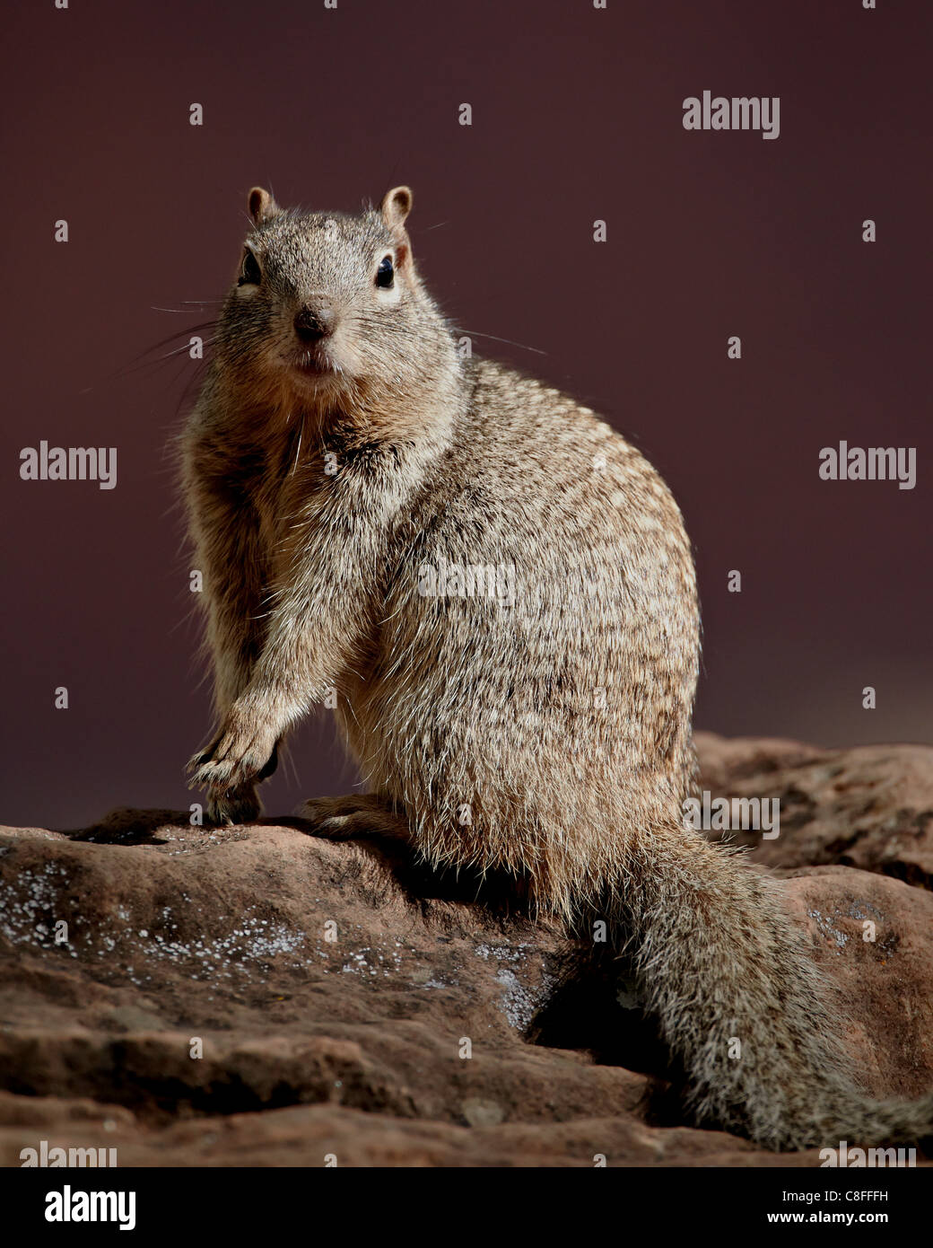 Rock Squirrel (Spermophilus variegatus, Zion National Park, Utah, United States of America Stock Photo