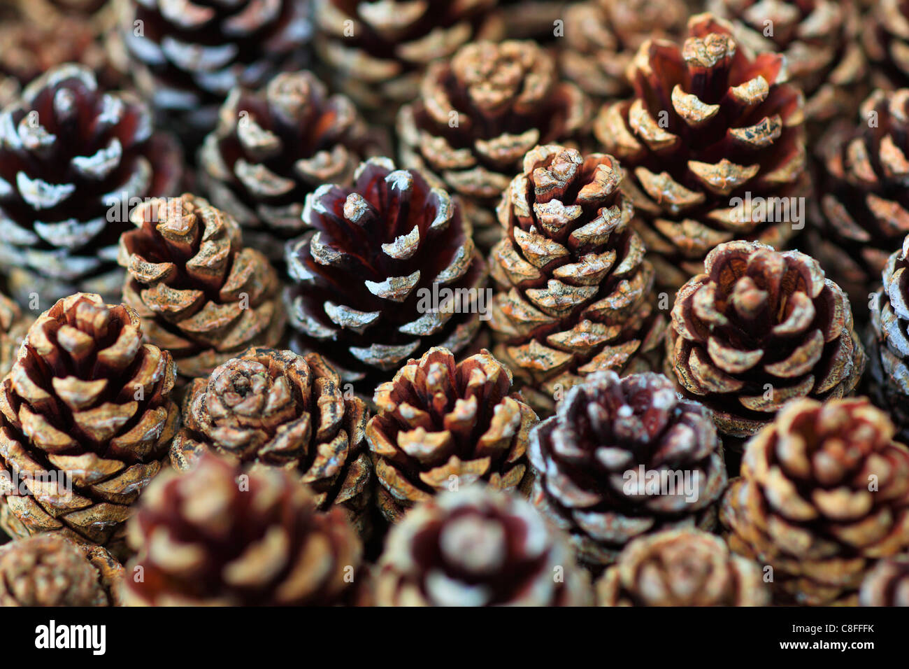 Pine Plug High Resolution Stock Photography and Images - Alamy