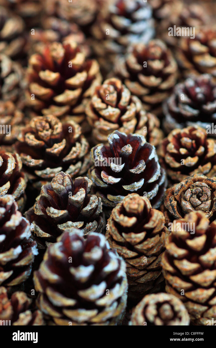 Pine Plug High Resolution Stock Photography and Images - Alamy