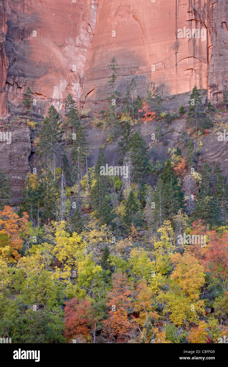 Red orange and yellow trees in the fall in a red rock canyon, Zion National Park, Utah, United States of America Stock Photo