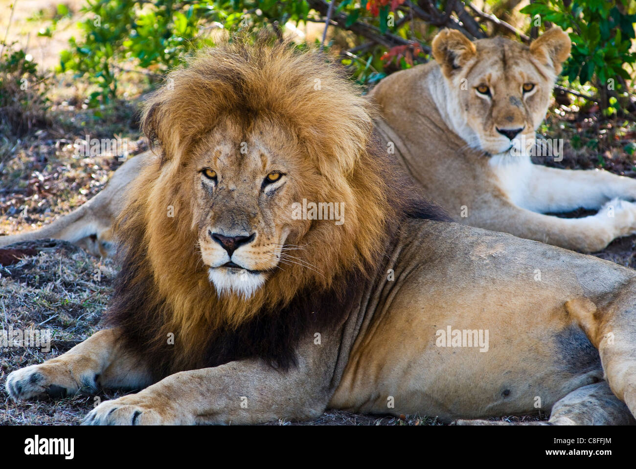 Lion couple (Panthera leo, Masai Mara National Reserve, Kenya, East ...