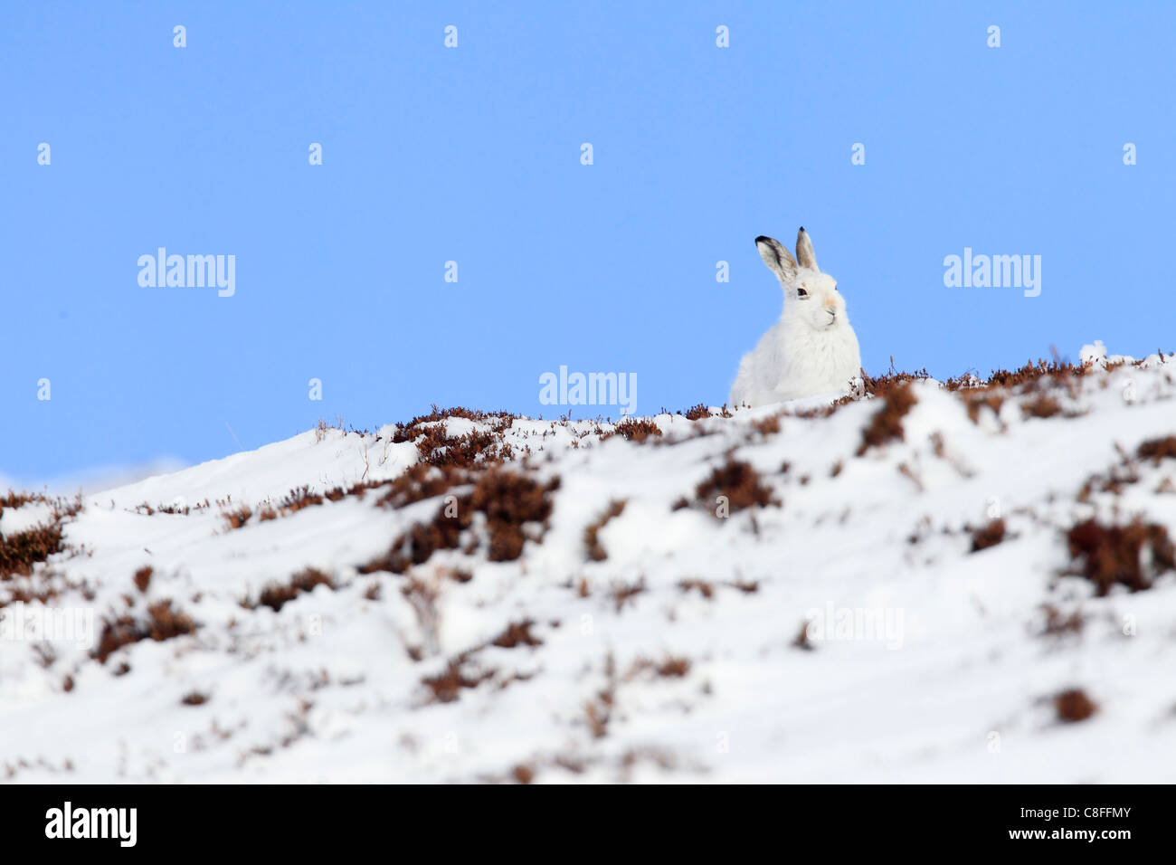 1, Alps, alpine, fauna, mountain, mountains, Cairngorms, ice, fauna ...
