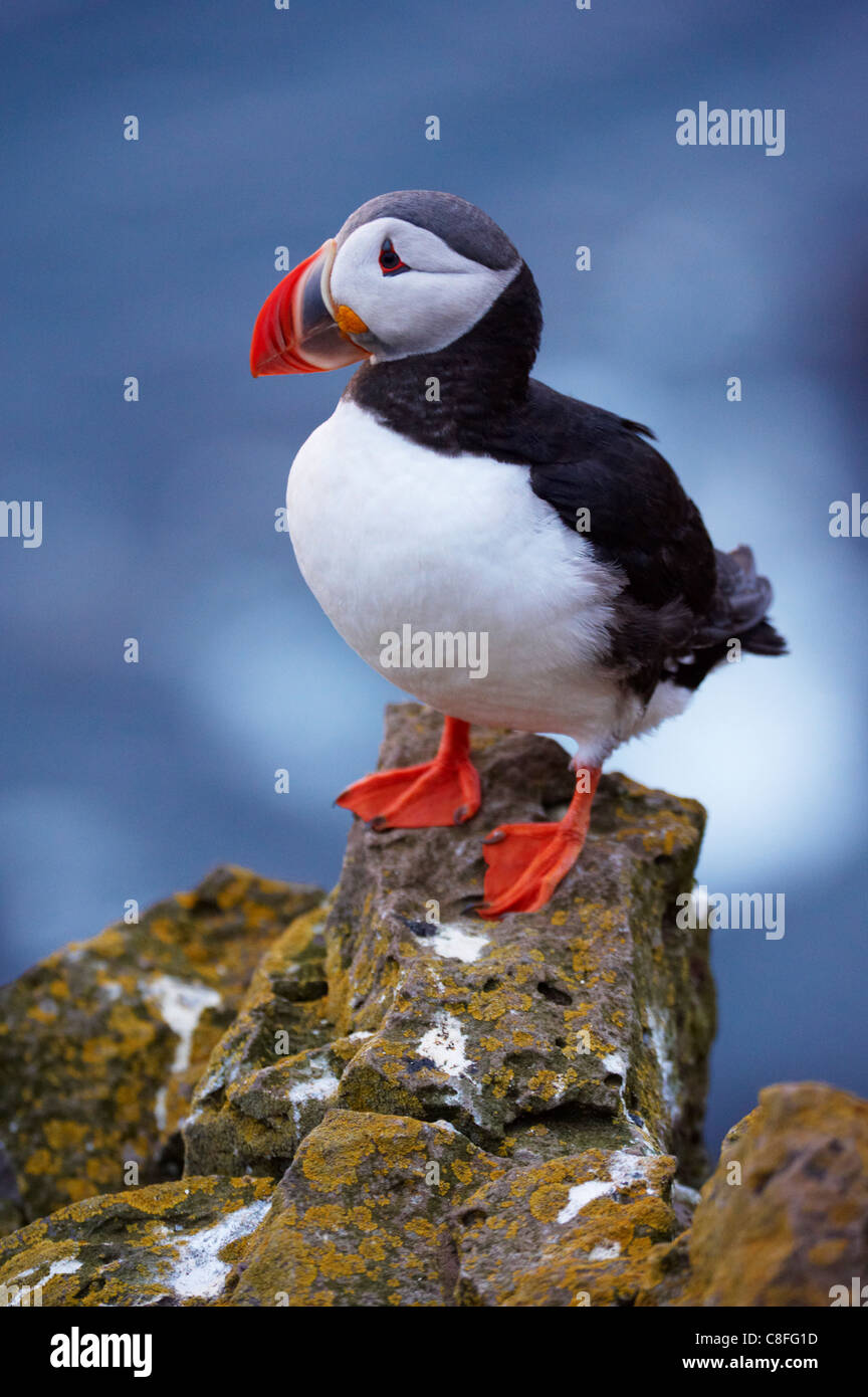 Puffin (Fratercula arctica) at Latrabjarg, largest bird colony in Europe, West Fjords (Vestfirdir, Iceland, Polar Regions Stock Photo