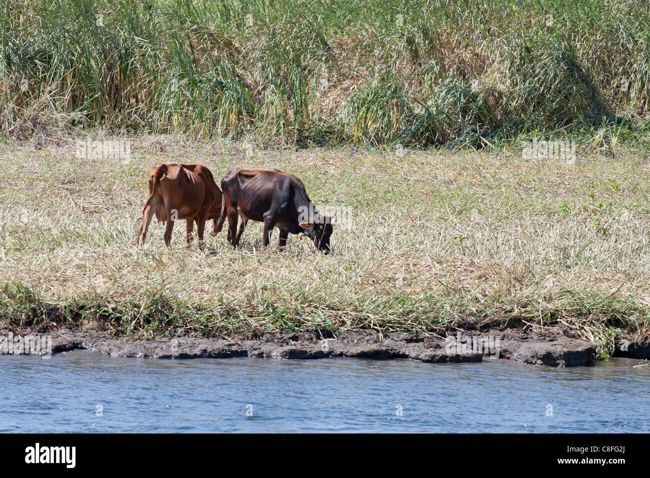A section of Nile riverbank showing waters edge, grazing cattle and field crop in the background Stock Photo