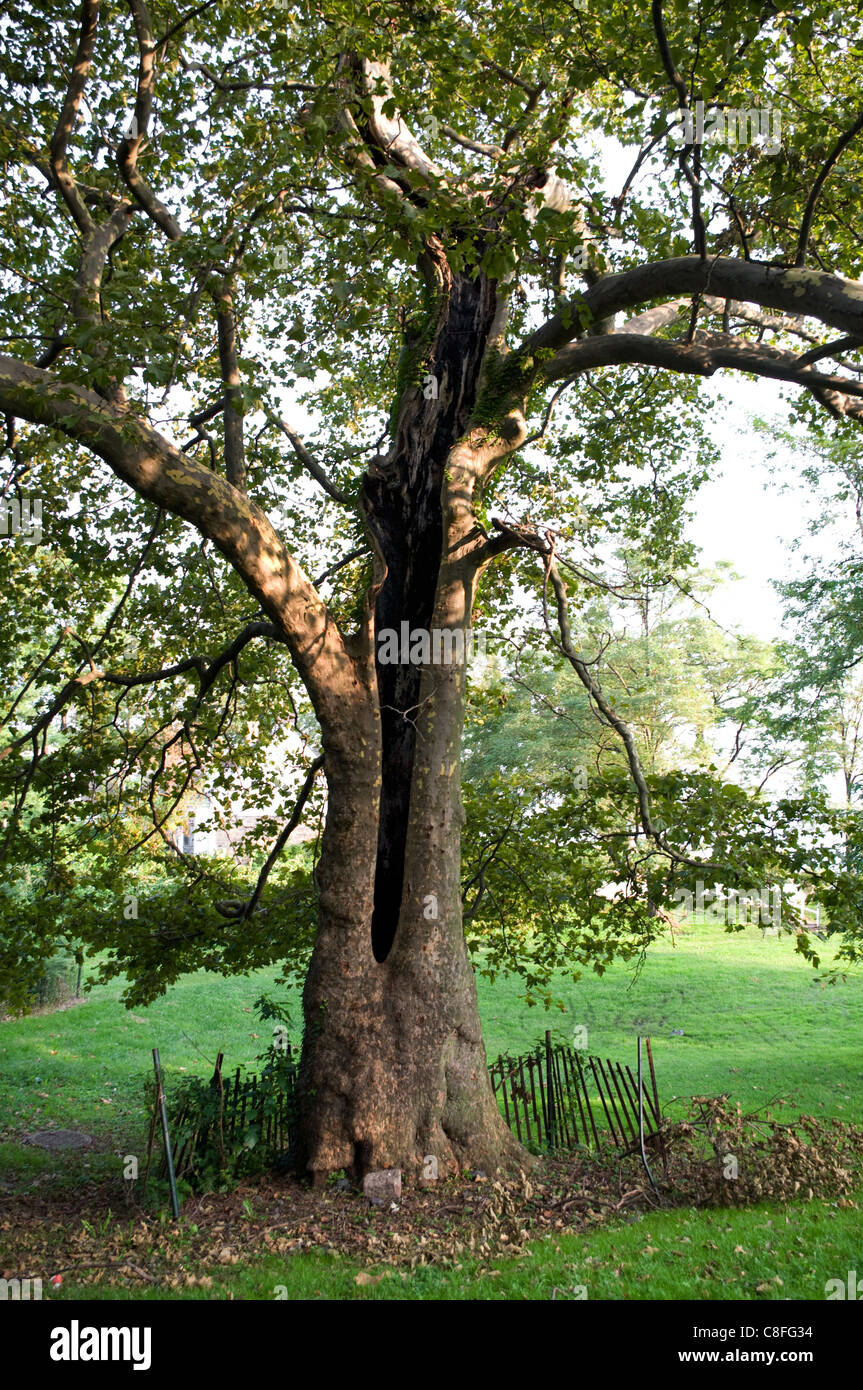 Ancient hollow London Plane tree (Platanus x acerifolia (Aiton) Willd) held together with interior cable. . Stock Photo