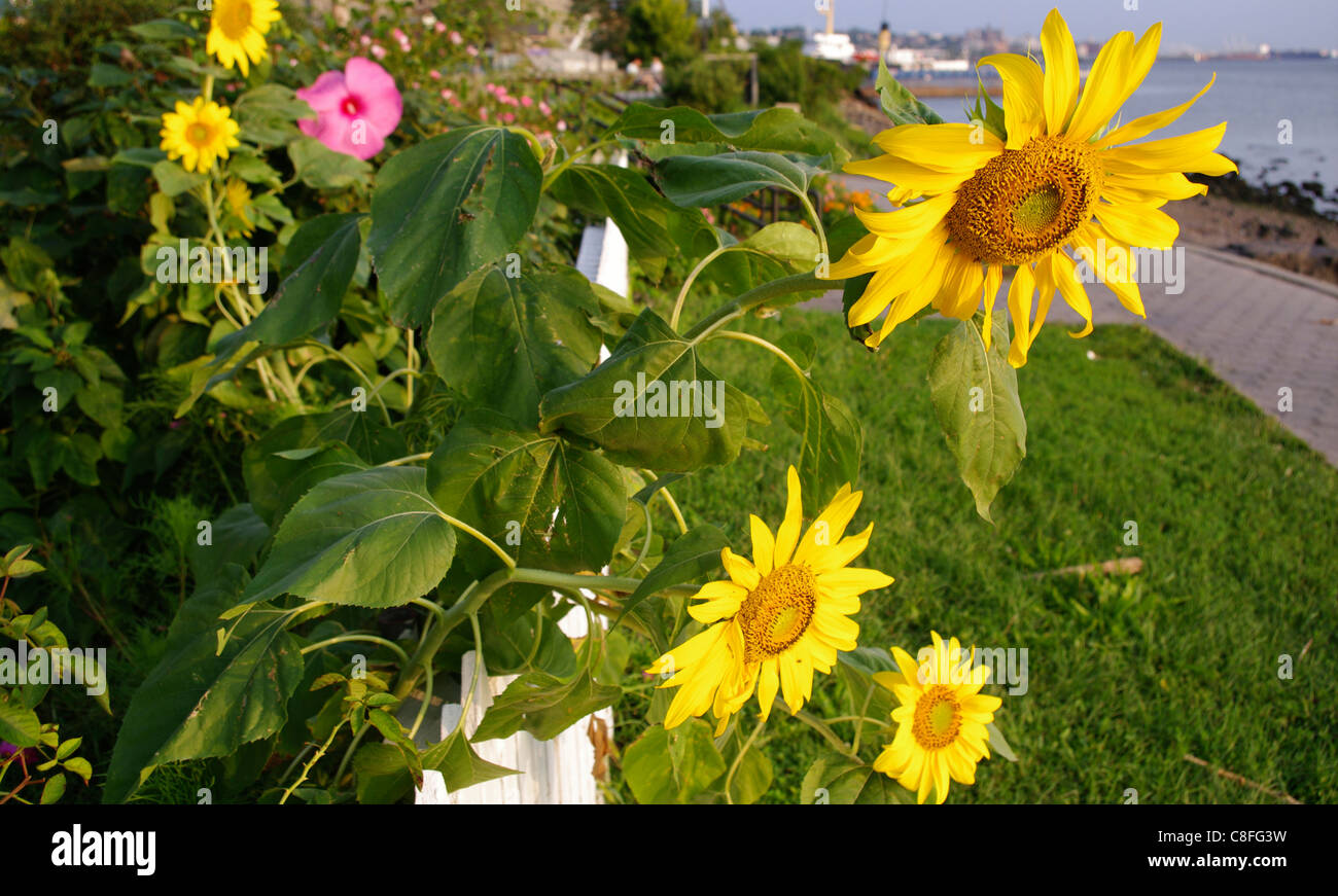 flowers overflowing fence along shoreline in borough of staten island new york usa - Staten Island Botanical Garden flowers overflowing fence along shoreline in borough of staten island new york usa - Staten Island Botanical Garden