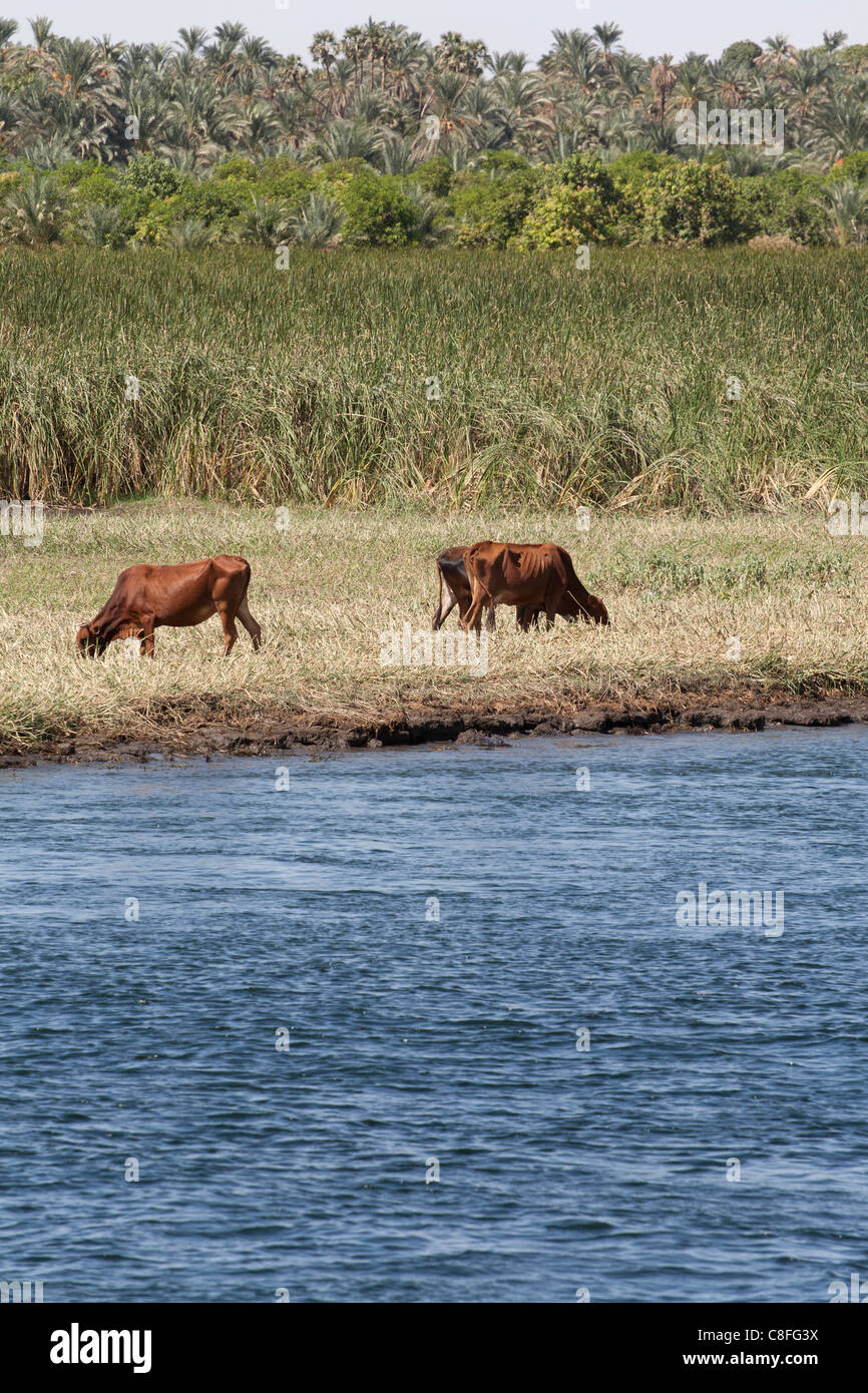 A section of Nile riverbank showing waters edge, grazing cattle, field crop and palms in the background Stock Photo