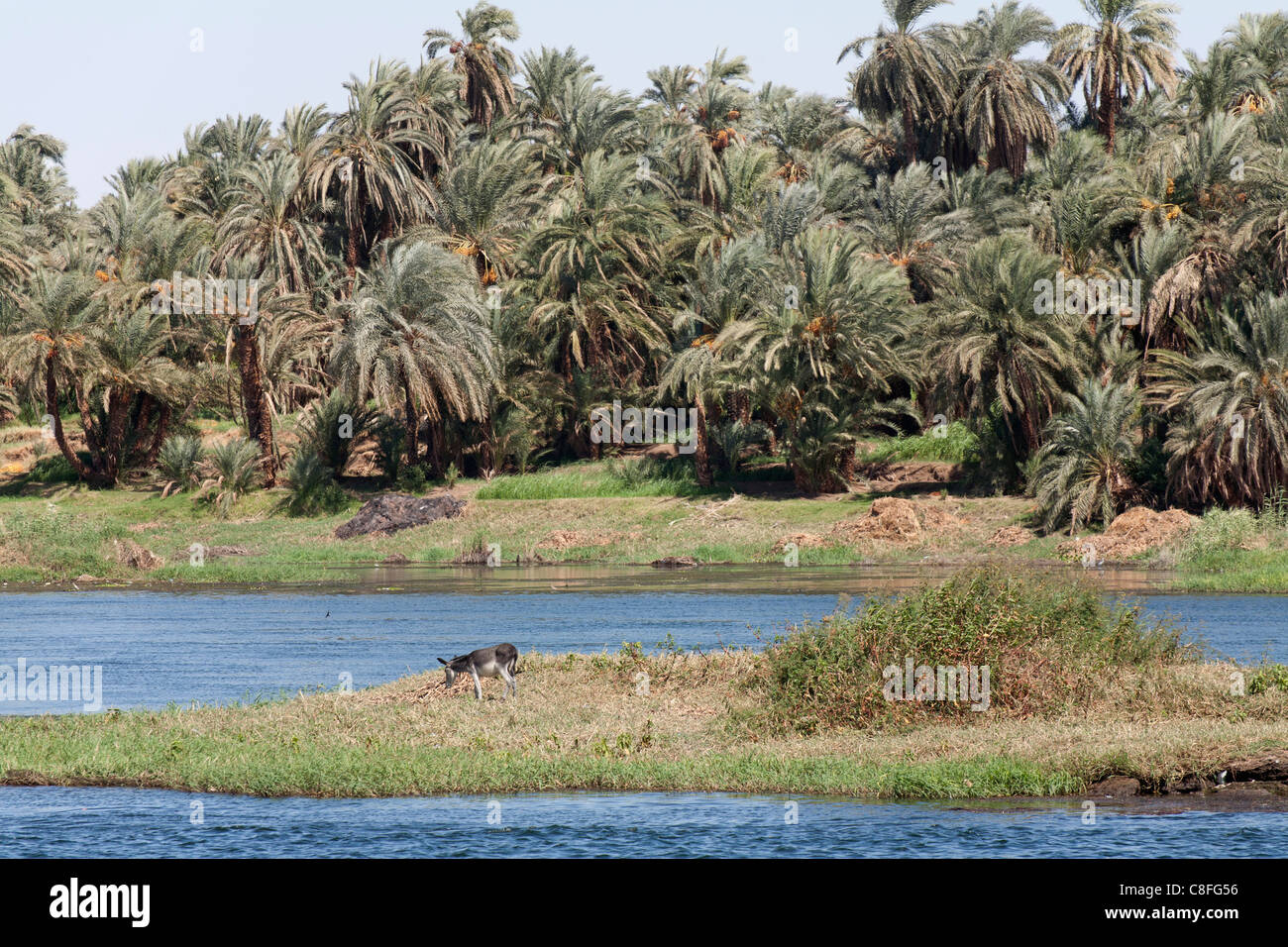 A section of Nile riverbank showing waters edge, and palms in the background with  a single donkey on a small island in front Stock Photo