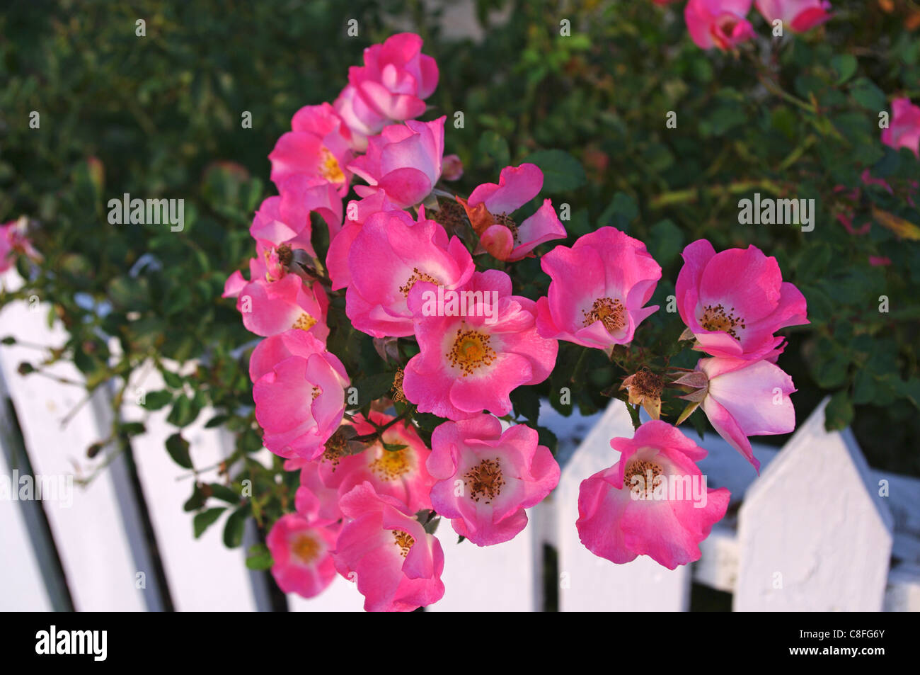 classic pink wild roses coming over a white picket fence Stock Photo