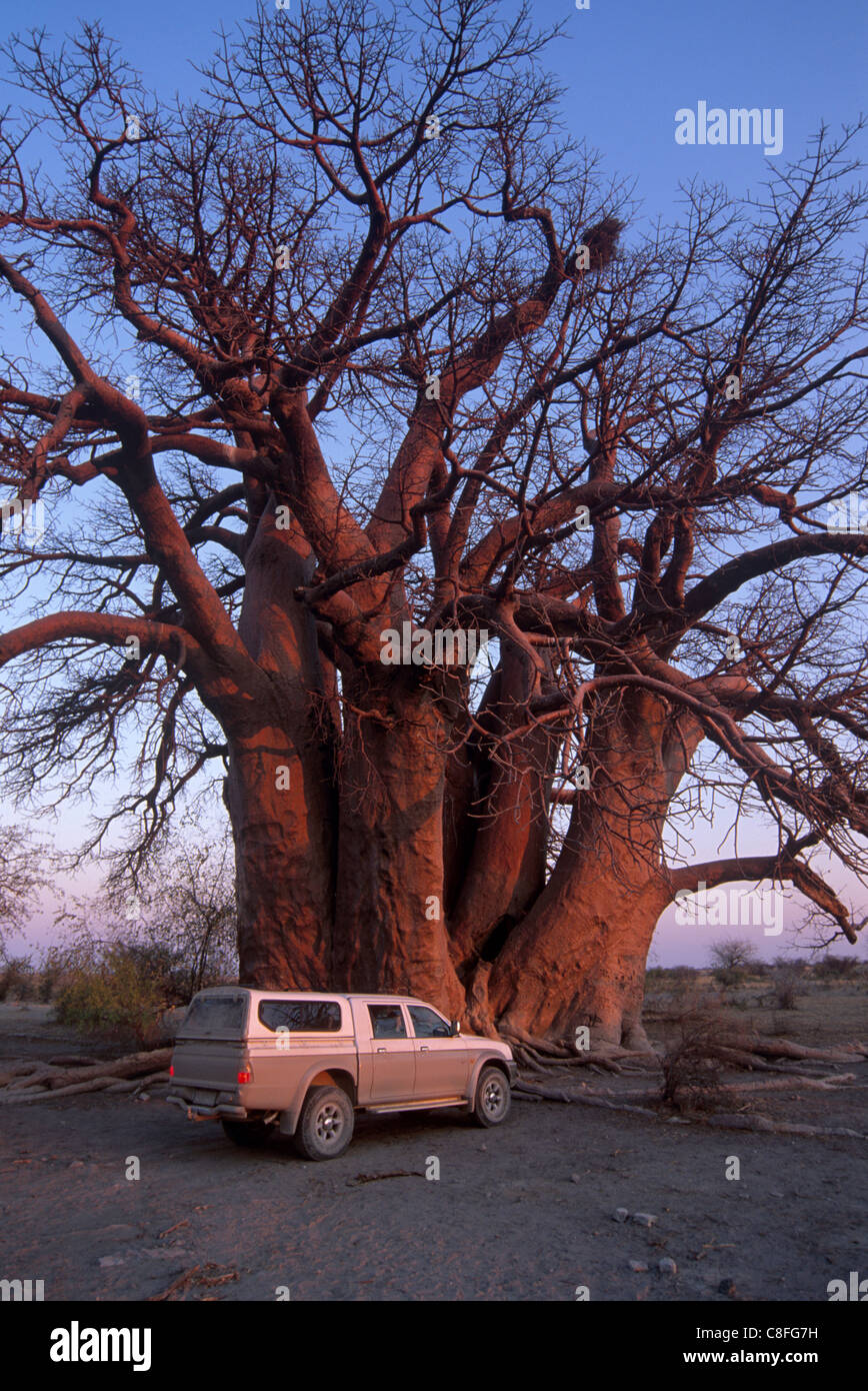 Chapman's Baobab, claimed to be the largest tree in Africa at 25 metres