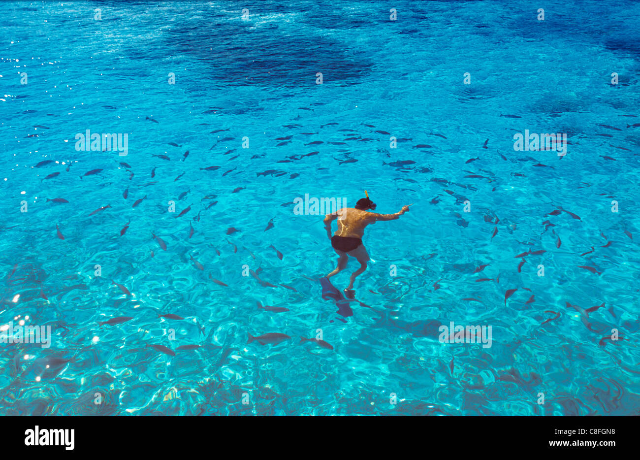 Man snorkeling, Maldives, Indian Ocean Stock Photo