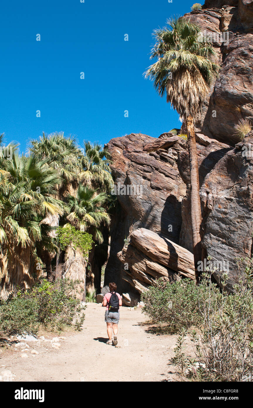 Hiking in Andreas Canyon, Indian Canyons, Palm Springs, California, United States of America, North America Stock Photo