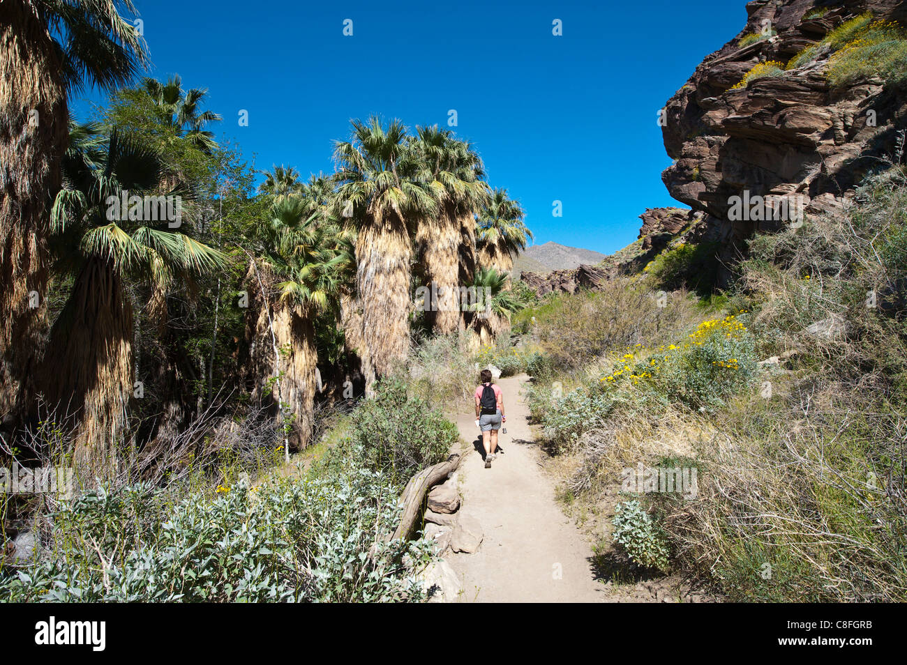 Hiking in Andreas Canyon, Indian Canyons, Palm Springs, California
