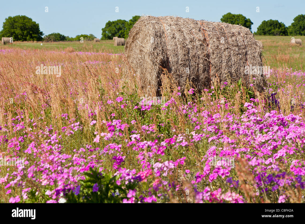 Hay bales in field of wildflowers in Ocala Florida Stock Photo