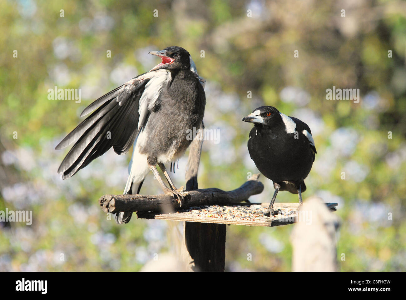 Australian magpies Cracticus tibicen Adult on right Stock Photo