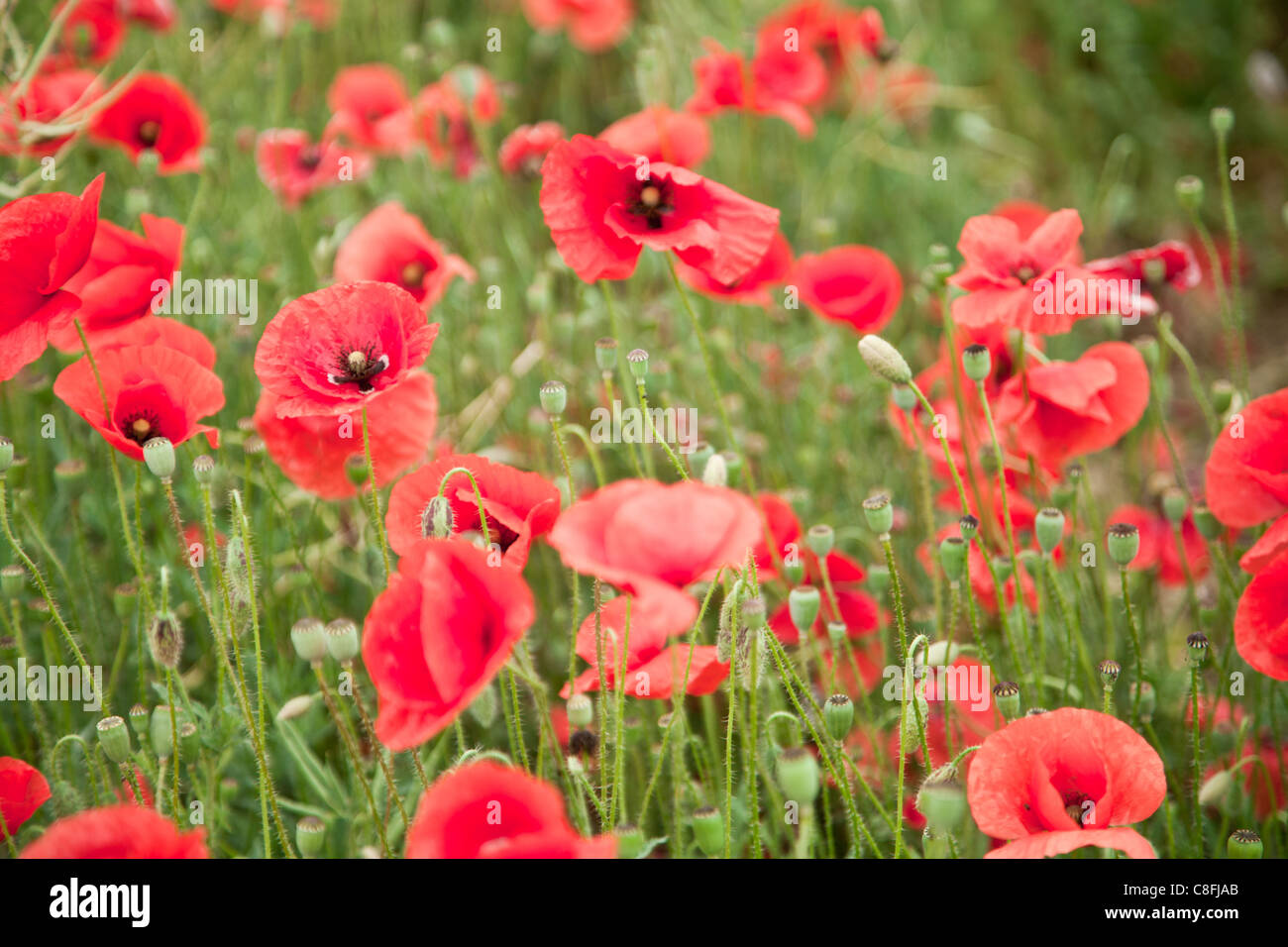 Field of wild poppy flowers. Stock Photo