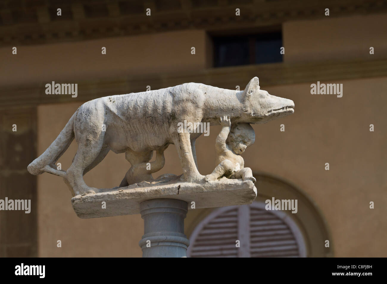 Siena she wolf hires stock photography and images Alamy