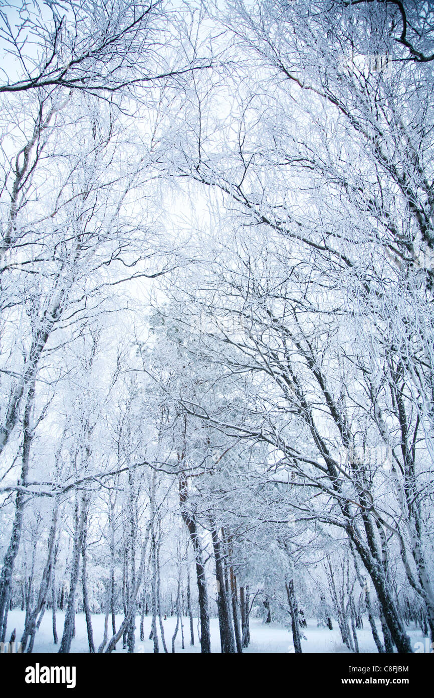 snowy winter forest and park in the city of Minsk Stock Photo - Alamy