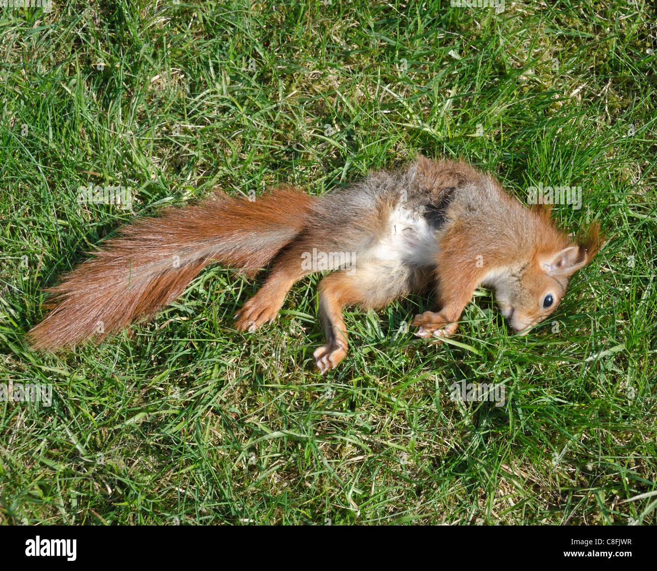 Dead Red Squirrel on Grass Stock Photo Alamy